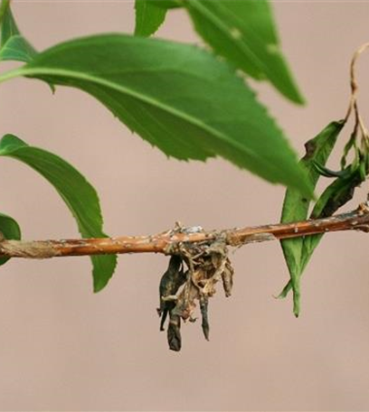 Triebsterben bei Forsythien