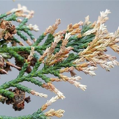 Triebsterben bei Thuja