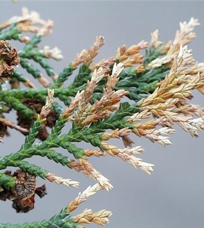 Triebsterben bei Thuja