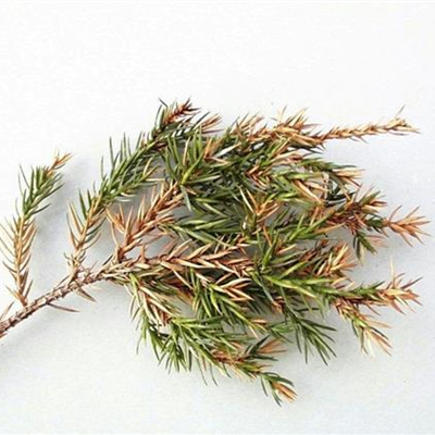 Triebsterben bei Wacholder