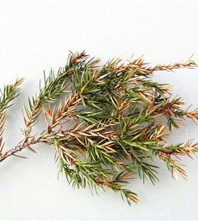 Triebsterben bei Wacholder