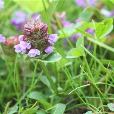 Unkrautbekämpfung im Garten