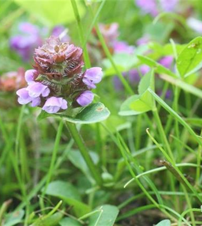 Unkrautbekämpfung im Garten