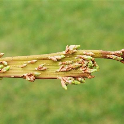 Verbänderung bei Forsythien