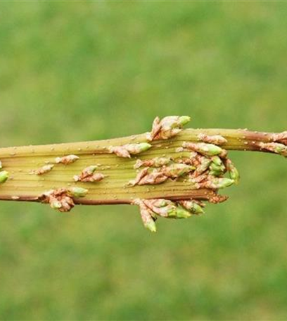 Verbänderung bei Forsythien