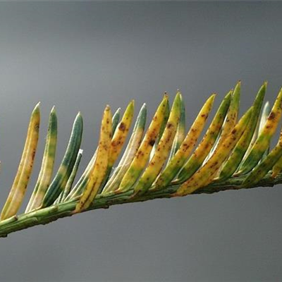 Vergilbungen und Verbräunungen an Eiben
