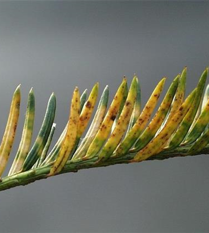 Vergilbungen und Verbräunungen an Eiben