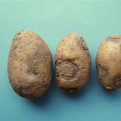 Virus bei Kartoffeln