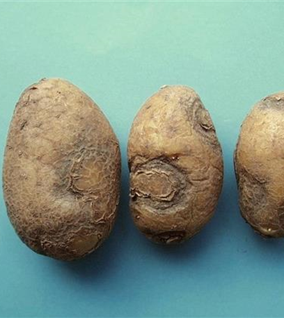 Virus bei Kartoffeln