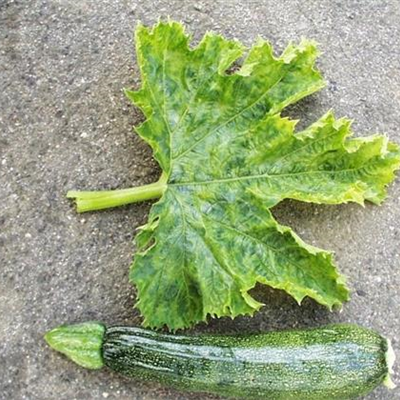 Virus bei Zucchini und Kürbis