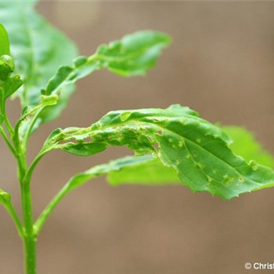 Wanzen an Forsythien