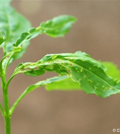 Wanzen an Forsythien