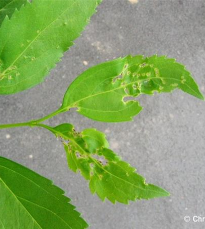 Wanzen an Forsythien