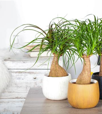 Elefantenfuß: der Dickhäuter unter den Zimmerpflanzen