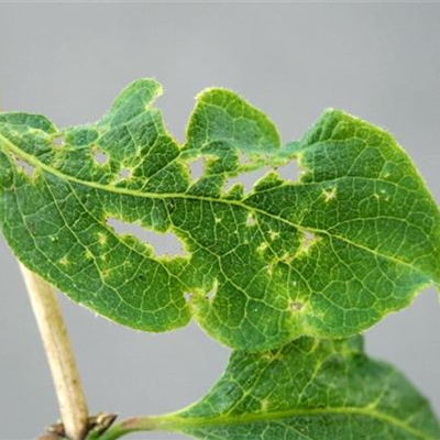 Wanzen an Heckenkirschen