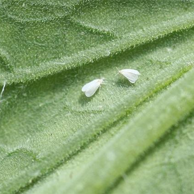 Weiße Fliege an Tomaten