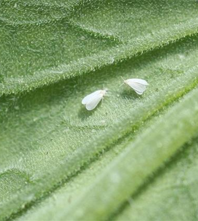 Weiße Fliege an Tomaten