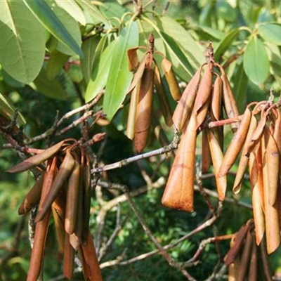 Welke und Triebsterben bei Rhododendron