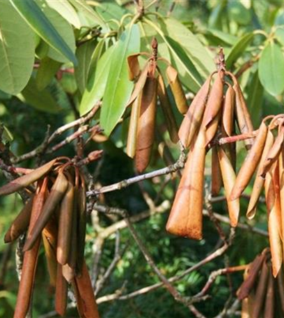 Welke und Triebsterben bei Rhododendron