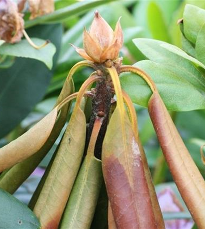 Welke und Triebsterben bei Rhododendron