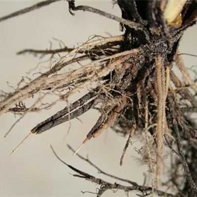 Wurzelfäule bei Erdbeeren