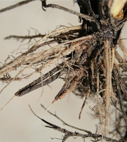 Welke und Wurzelfäulen