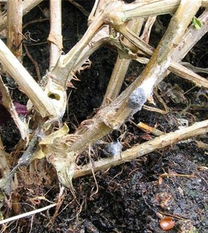 Welke und Wurzelfäulen