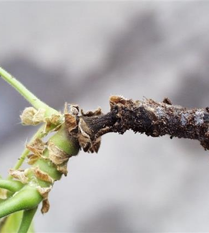 Welke und Wurzelfäulen