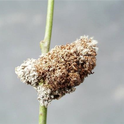 Wirrzopfgallmilbe an Weiden