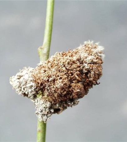 Wirrzopfgallmilbe an Weiden