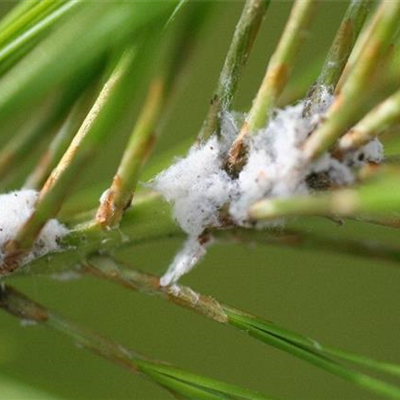 Wollläuse an Nadelgehölzen