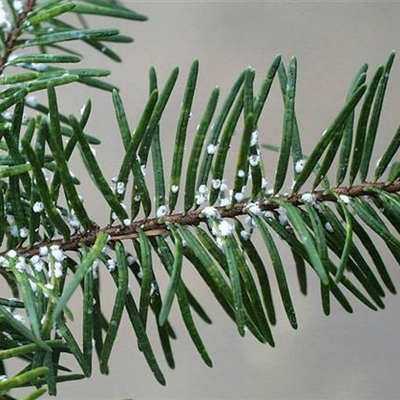 Wollläuse an Tannen und Douglasien