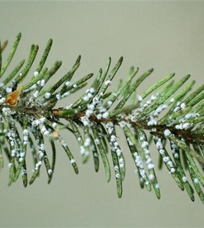 Wollläuse an Tannen und Douglasien