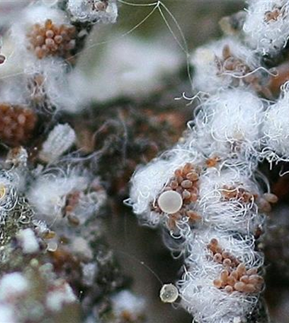 Wollläuse an Tannen und Douglasien