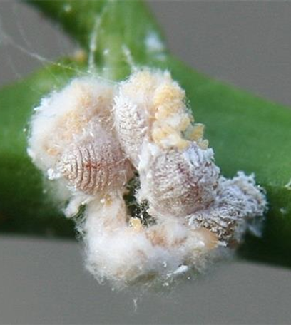 Wollläuse an Zimmerpflanzen