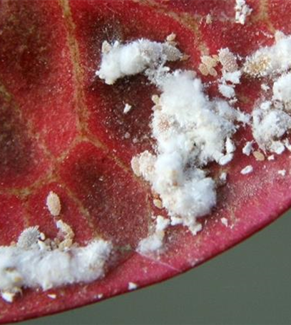 Wollläuse an Zimmerpflanzen