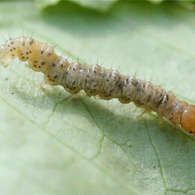 Wurzelbohrer an Salat