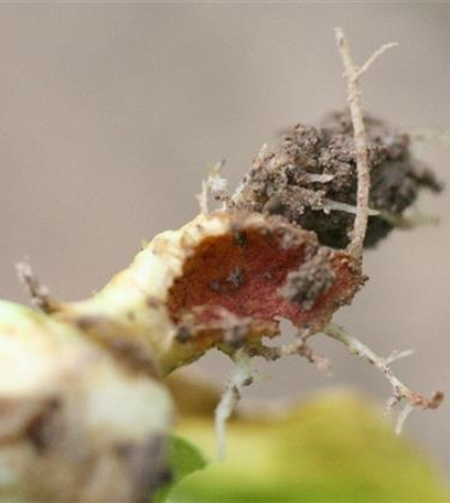 Wurzelbohrer an Salat