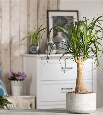 Fußpflege der botanischen Art: Elefantenfuß richtig pflegen