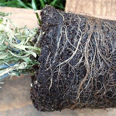 Wurzelfäule bei Zimmerpflanzen