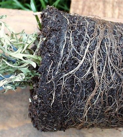 Wurzelfäule bei Zimmerpflanzen