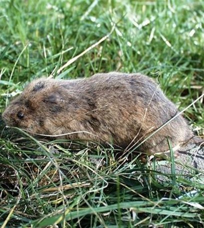 Wühlmäuse im Garten