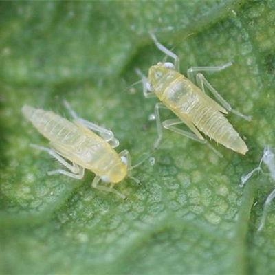 Zikaden an Hainbuchen
