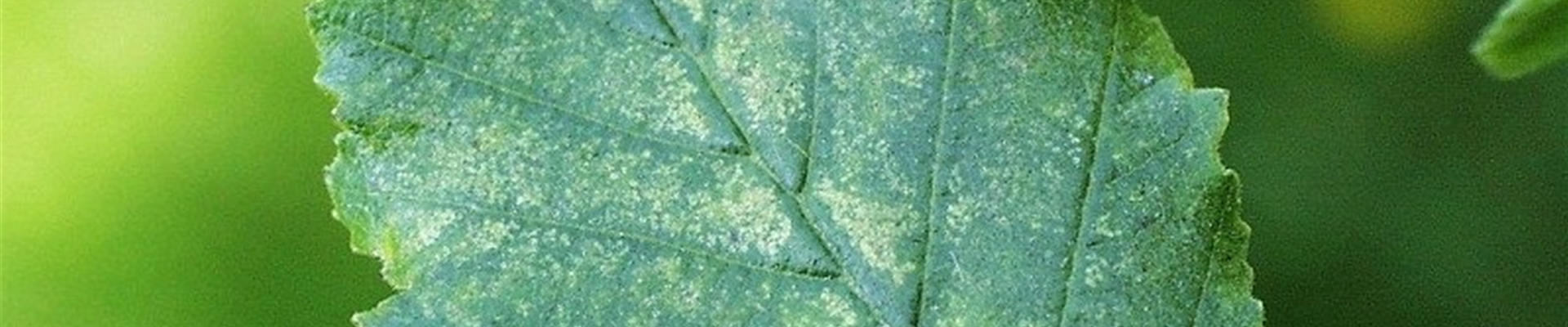 Alnuszikadeschadbild1800x600