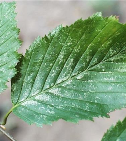 Zikaden an Hainbuchen