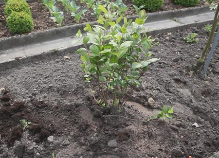 Apfelbeere - Einpflanzen im Garten Apfelbeere - Einpflanzen im Garten