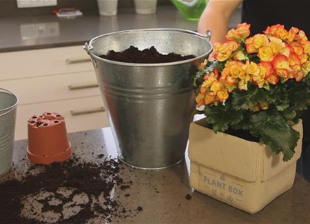 Begonie - Einpflanzen in ein Gefäß Begonie - Einpflanzen in ein Gefäß