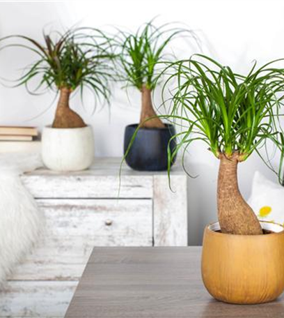 Fußpflege der botanischen Art: Elefantenfuß richtig pflegen