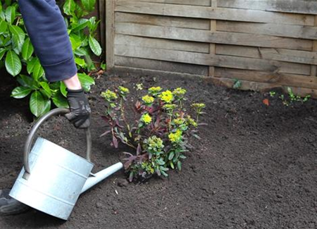 Wolfsmilch - Einpflanzen im Garten