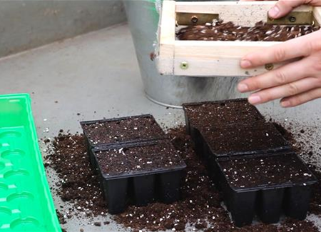 Blaukissen - Aussäen von Samen Blaukissen - Aussäen von Samen